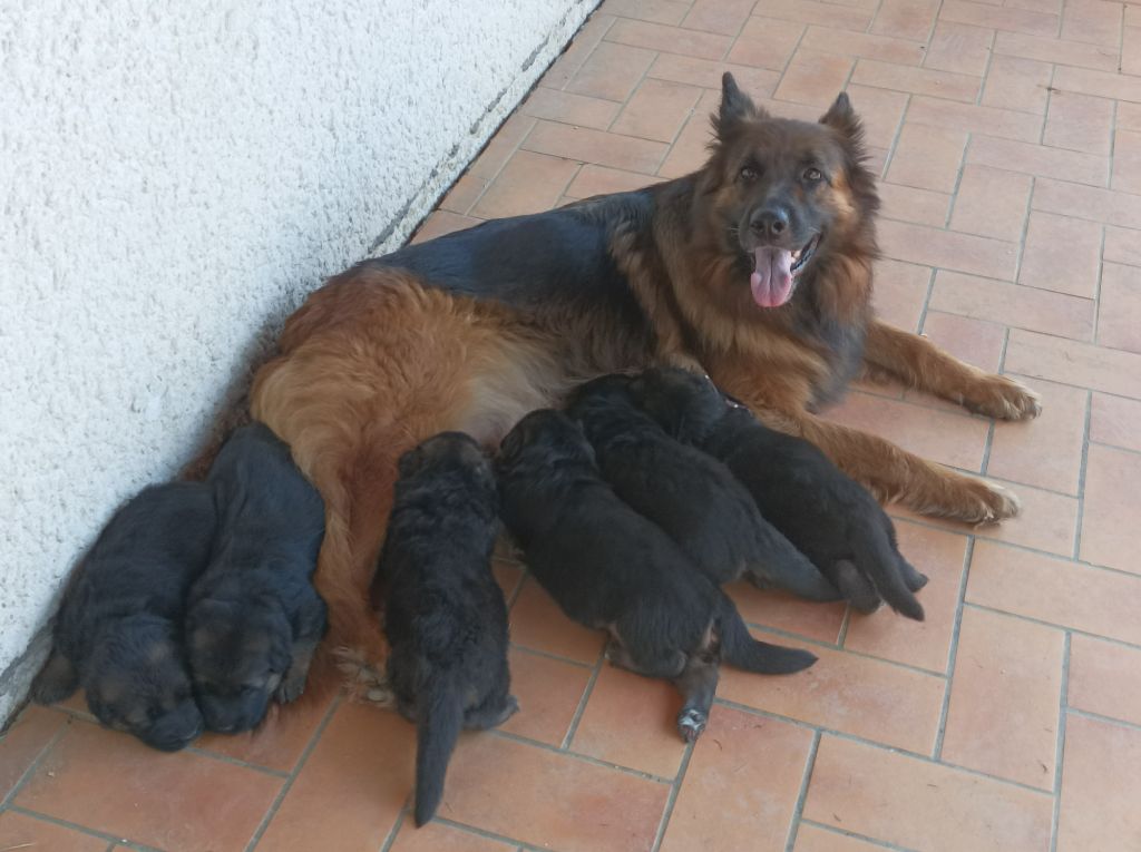 chiot Berger Allemand Poil Long des Seigneurs du Val d'Amour