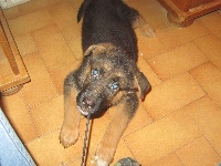 CHIOT marron ( little brother )