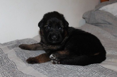 CHIOT ruban bleu SHERLOCK