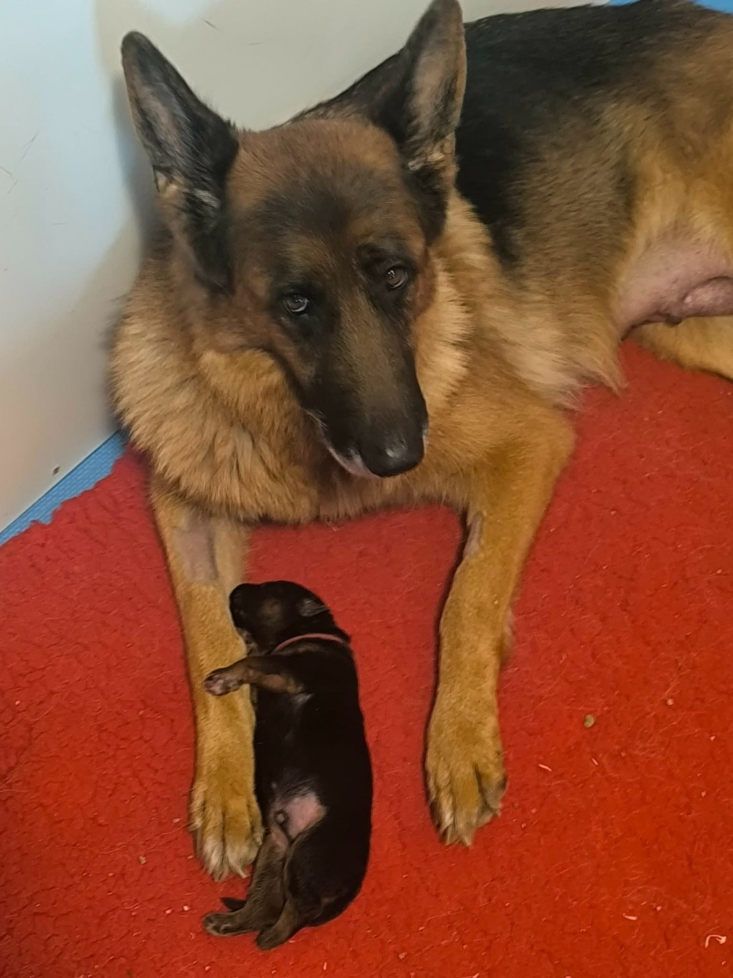 Chiot Berger Allemand des Seigneurs du Val d'Amour