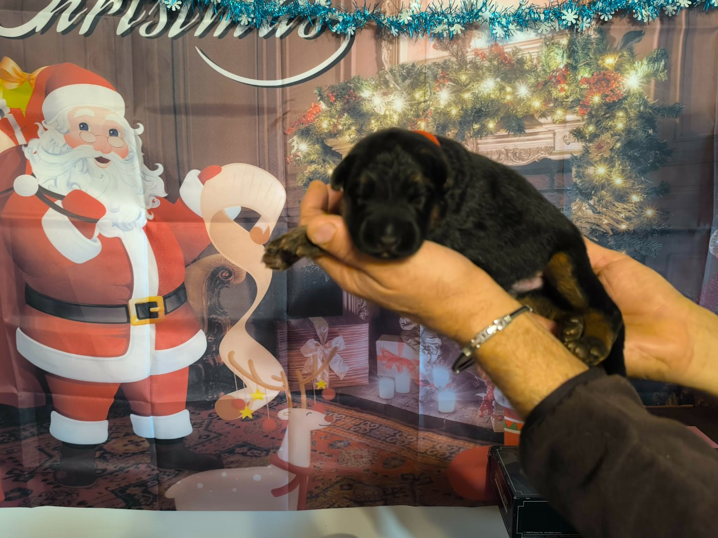 des Seigneurs du Val d'Amour - Chiots disponibles - Berger Allemand