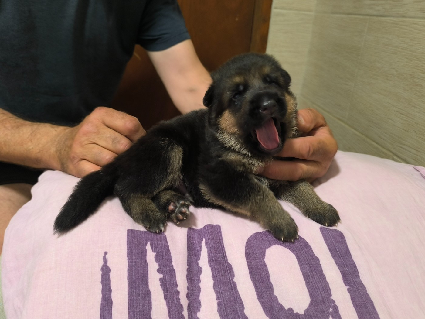 des Seigneurs du Val d'Amour - Chiots disponibles - Berger Allemand