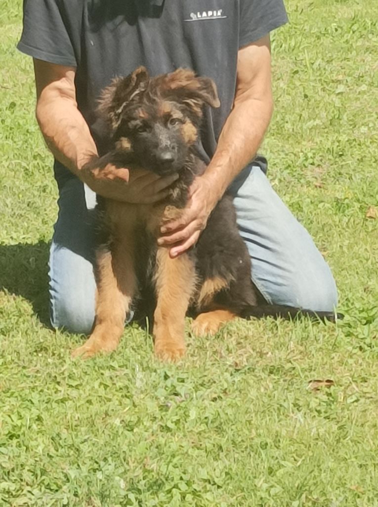 des Seigneurs du Val d'Amour - Chiots disponibles - Berger Allemand Poil Long