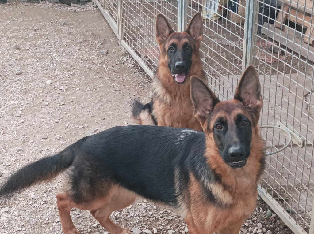 des Seigneurs du Val d'Amour - Chiots disponibles - Berger Allemand