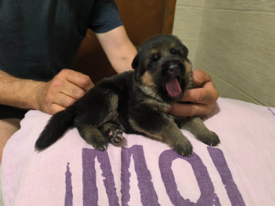 CHIOT 3 ruban rouge