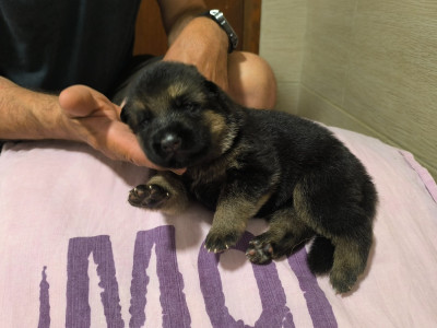 CHIOT ruban blanc