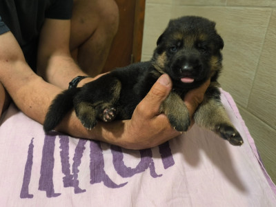 CHIOT ruban noir et or