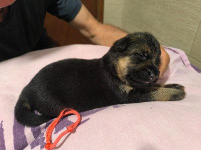 CHIOT ruban rose