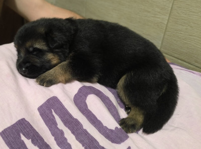 CHIOT ruban bleu