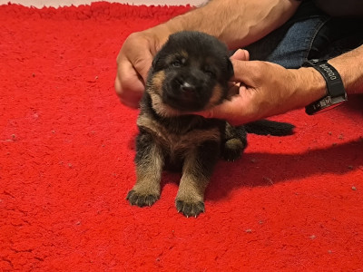 CHIOT ruban marron