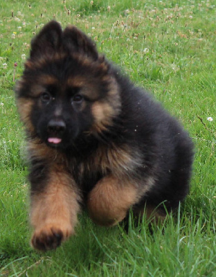CHIOT ruban rouge TOUTANPOISLONGS