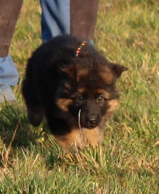 CHIOT ruban marron THENOS