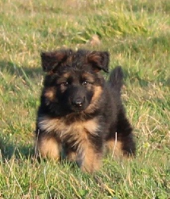 CHIOT ruban blanc TITENENETTE