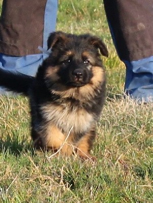 CHIOT ruban blanc points noirs TESS