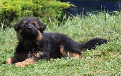 CHIOT ruban rose TCHAKA