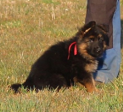 CHIOT ruban rouge THIRO