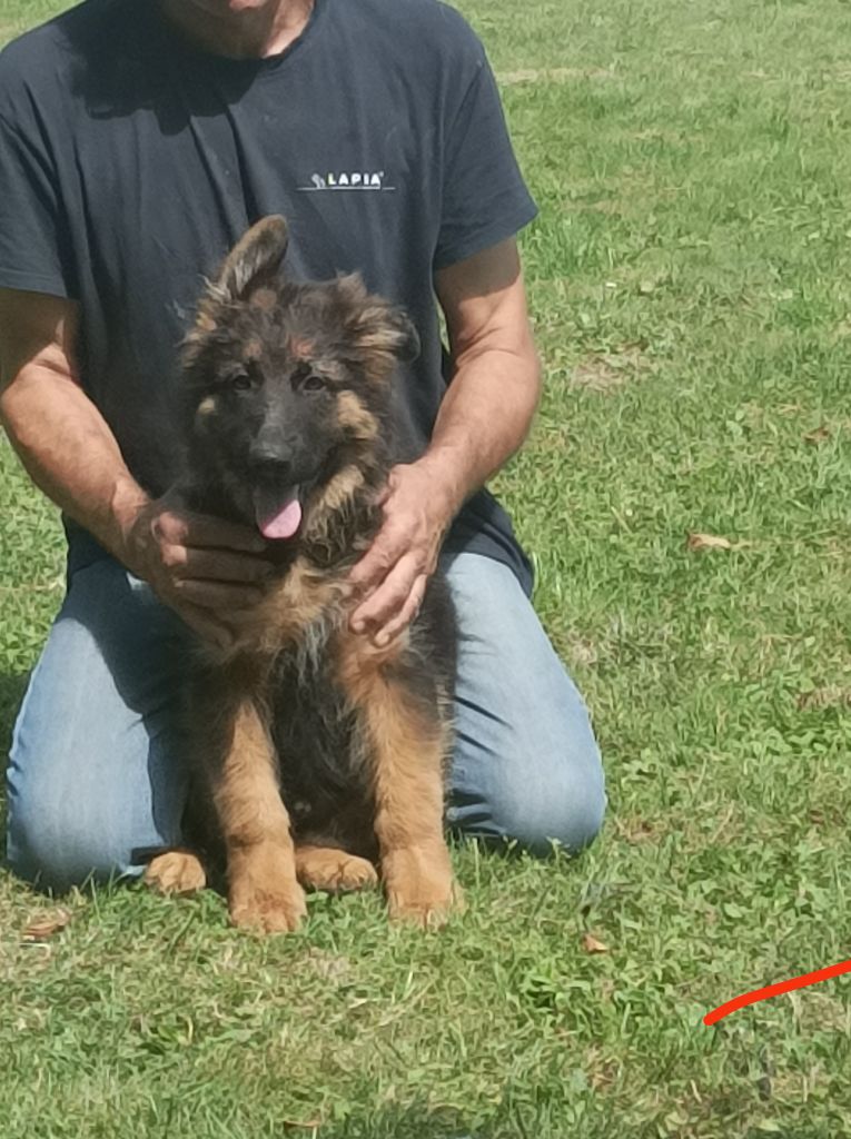 des Seigneurs du Val d'Amour - Chiots disponibles - Berger Allemand Poil Long